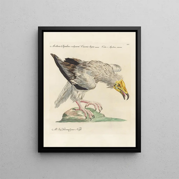 L'ornithologie methodisch verteerd Pl014 - Saverio Manetti — ingelijst kunstwerk aan de muur