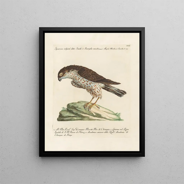 Vogelkennis systematisch geordend Pl018 - Saverio Manetti — ingelijst kunstwerk aan de muur