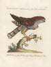 Vogelkennis systematisch geordend Pl019 - Saverio Manetti — weergave van het kunstwerk