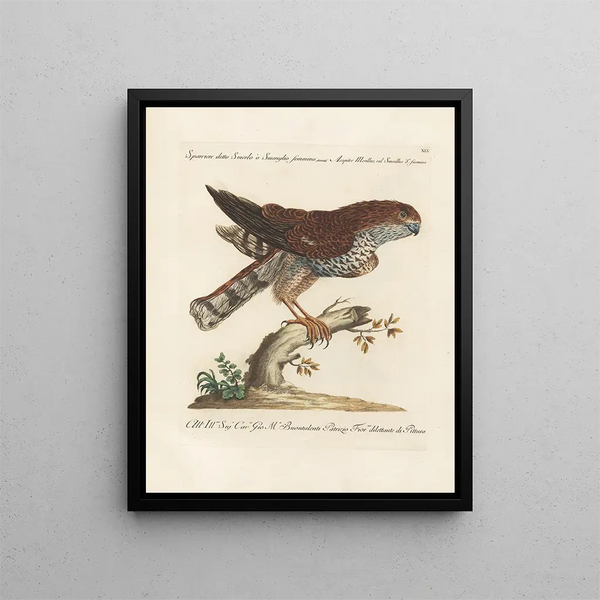 Vogelkennis systematisch geordend Pl019 - Saverio Manetti — ingelijst kunstwerk aan de muur