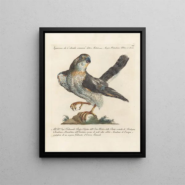 Vogelkennis systematisch geordend Pl021 - Saverio Manetti — ingelijst kunstwerk aan de muur