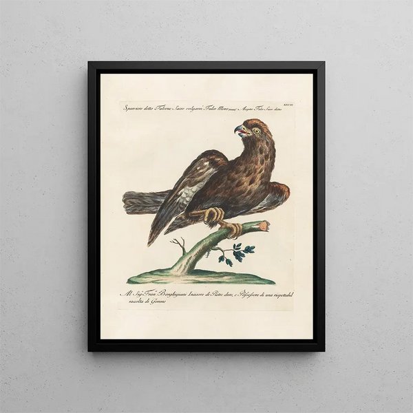 Saverio Manetti - Ornithologia methodice digesta Pl028.webp