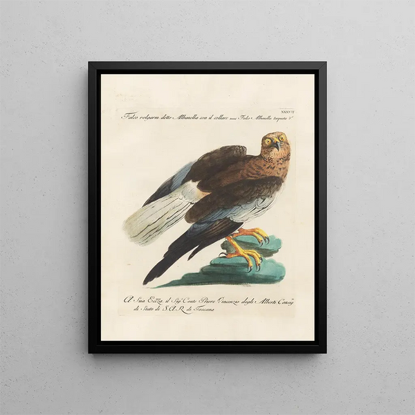 Vogelkennis systematisch geordend Pl037 - Saverio Manetti — ingelijst kunstwerk aan de muur
