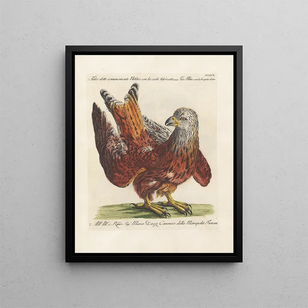 Vogelwereld systematisch geordend Schilderij Pl039 - Saverio Manetti — ingelijst kunstwerk aan de muur