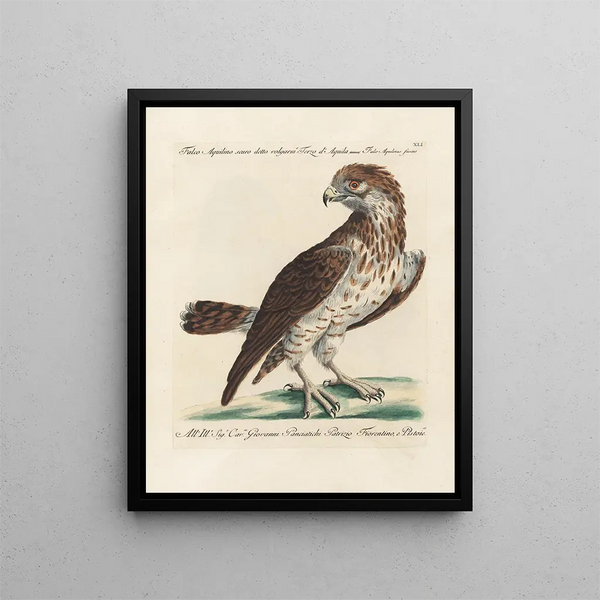 Vogelkennis systematisch verwerkt Pl041 - Saverio Manetti — ingelijst kunstwerk aan de muur
