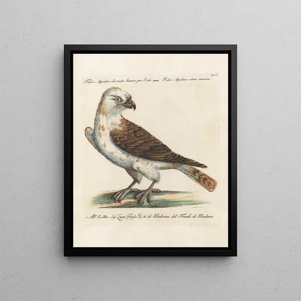 Ornithologie methodisch verteerd Pl043 - Saverio Manetti — ingelijst kunstwerk aan de muur