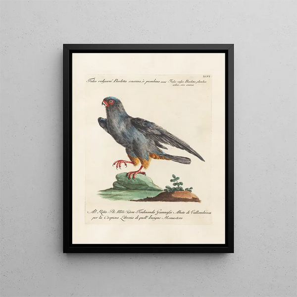 Vogelkennis systematisch gedigest Pl046 - Saverio Manetti — ingelijst kunstwerk aan de muur