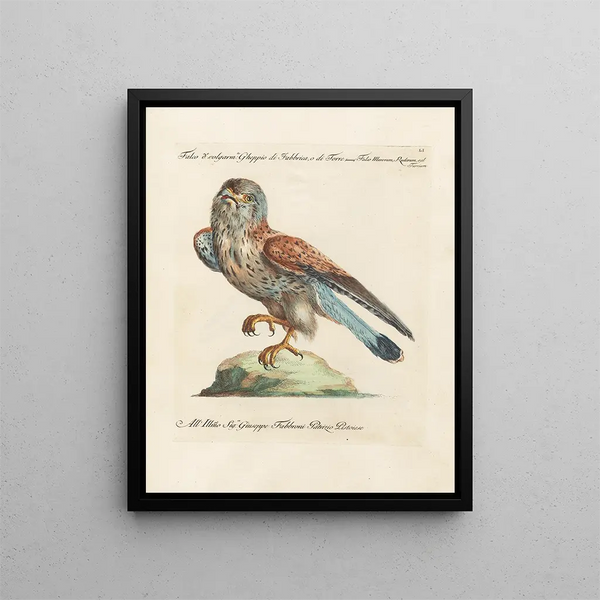 Ornithologie methodisch verteerd Pl051 - Saverio Manetti — ingelijst kunstwerk aan de muur