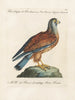 Vogelkennis systematisch geordend Pl052 - Saverio Manetti — weergave van het kunstwerk
