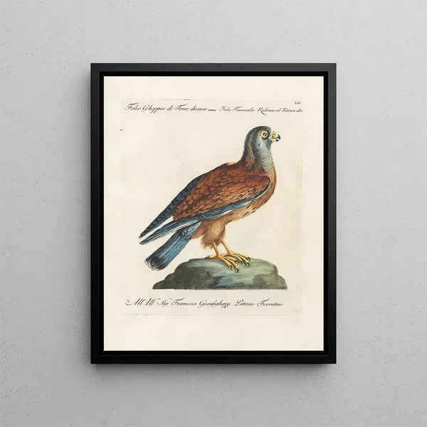 Vogelkennis systematisch geordend Pl052 - Saverio Manetti — ingelijst kunstwerk aan de muur