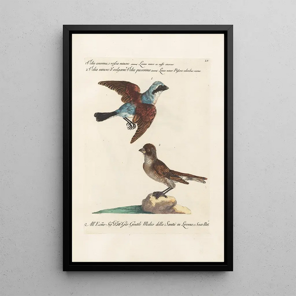 Saverio Manetti - Ornithologia methodice digesta Pl055.webp