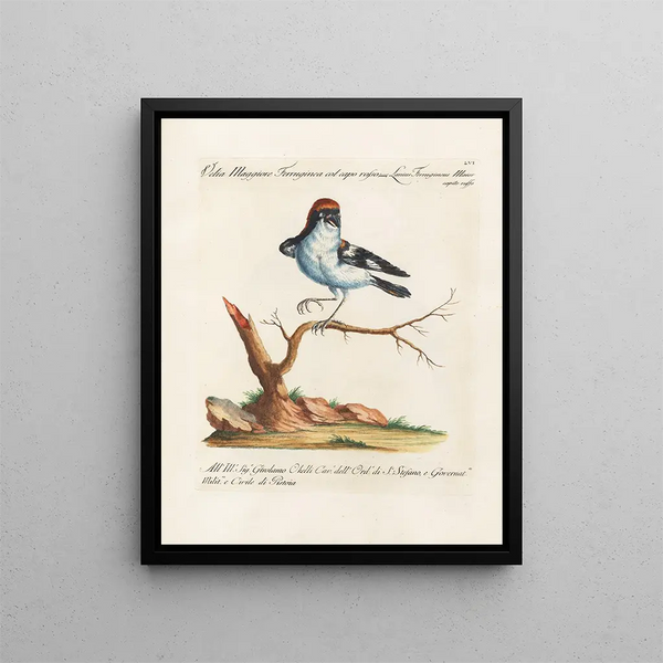 Vogelkennis systematisch geordend Pl056 - Saverio Manetti — ingelijst kunstwerk aan de muur
