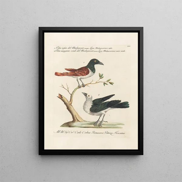 Vogelkennis systematisch verwerkt Pl059 - Saverio Manetti — ingelijst kunstwerk aan de muur