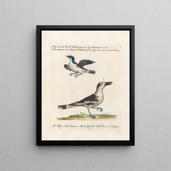 Vogelkennis systematisch geordend Pl060 - Saverio Manetti — ingelijst kunstwerk aan de muur