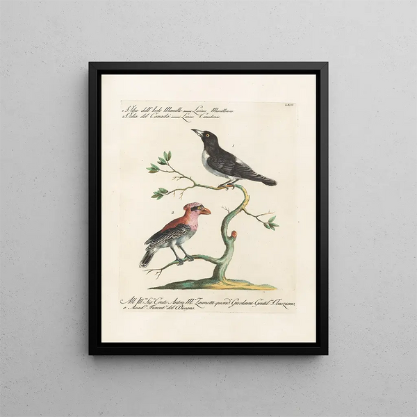 Vogelwereld systematisch geordend Schilderij Pl062 - Saverio Manetti — ingelijst kunstwerk aan de muur