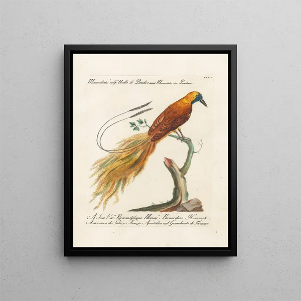 Saverio Manetti - Ornithologia methodice digesta Pl063.webp