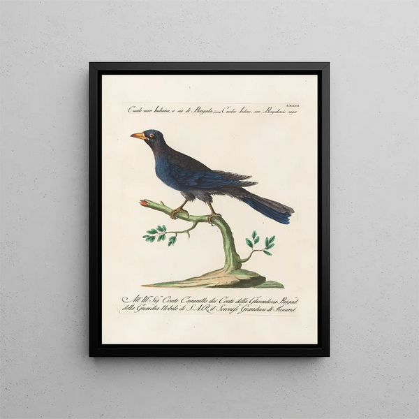 Vogelkennis systematisch geordend Pl072 - Saverio Manetti — ingelijst kunstwerk aan de muur
