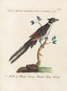 Ornithologie methodisch verteerd Pl074 - Saverio Manetti — weergave van het kunstwerk