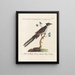 Ornithologie methodisch verteerd Pl074 - Saverio Manetti — ingelijst kunstwerk aan de muur