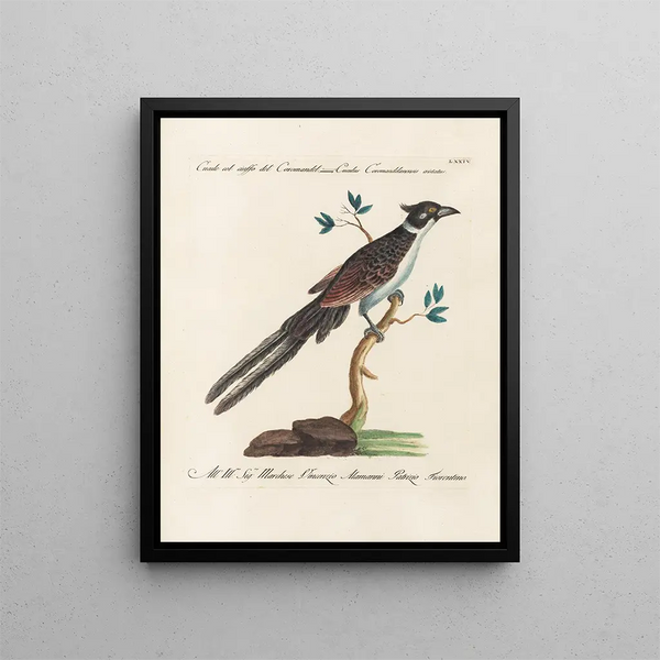Ornithologie methodisch verteerd Pl074 - Saverio Manetti — ingelijst kunstwerk aan de muur