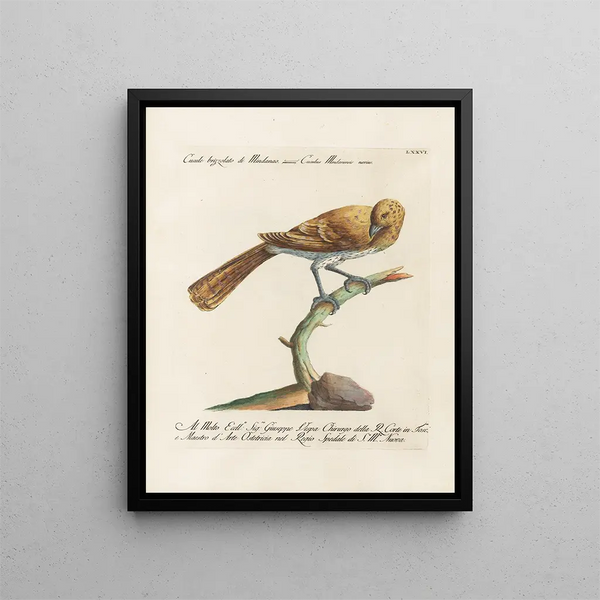Vogelkennis systematisch verwerkt Pl076 - Saverio Manetti — ingelijst kunstwerk aan de muur