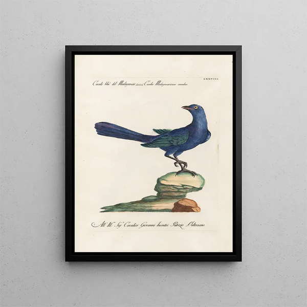 Vogelkennis systematisch geordend Pl078 - Saverio Manetti — ingelijst kunstwerk aan de muur