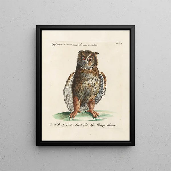 Vogelkennis systematisch geordend Pl082 - Saverio Manetti — ingelijst kunstwerk aan de muur