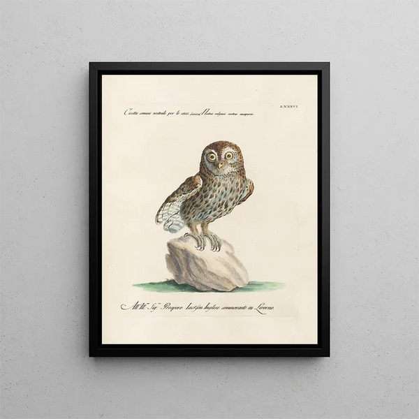 Saverio Manetti - Ornithologia methodice digesta Pl086.webp