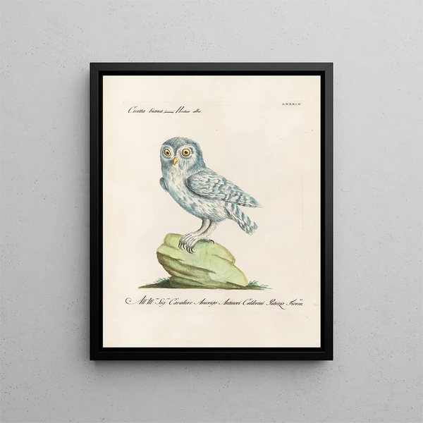 Vogelkennis systematisch geordend Pl089 - Saverio Manetti — ingelijst kunstwerk aan de muur