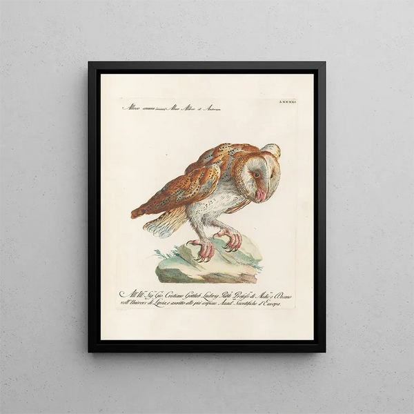 Vogelkennis systematisch geordend Pl091 - Saverio Manetti — ingelijst kunstwerk aan de muur
