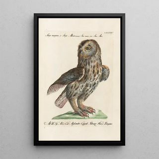 Saverio Manetti - Ornithologia methodice digesta Pl094.webp