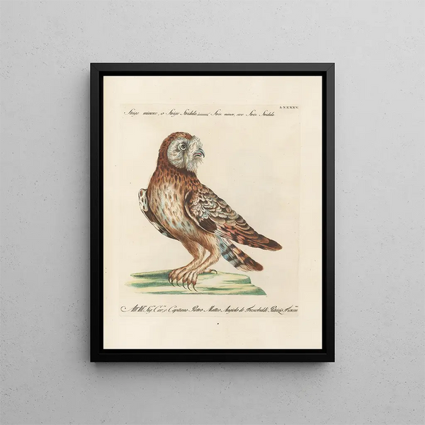 Saverio Manetti - Ornithologia methodice digesta Pl095.webp