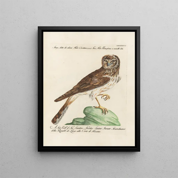 Vogelkennis systematisch geordend Pl097 - Saverio Manetti — ingelijst kunstwerk aan de muur