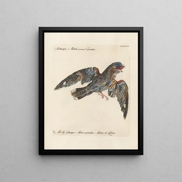 Saverio Manetti - Ornithologia methodice digesta Pl099.webp