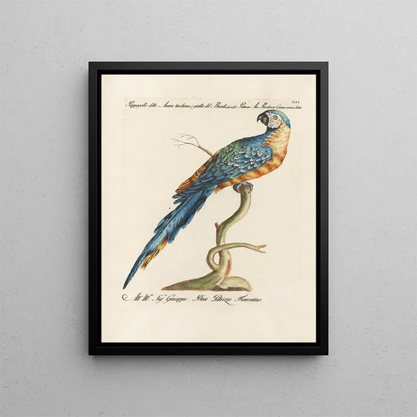 L'ornithologie methodisch verteerd Pl103 - Saverio Manetti — ingelijst kunstwerk aan de muur