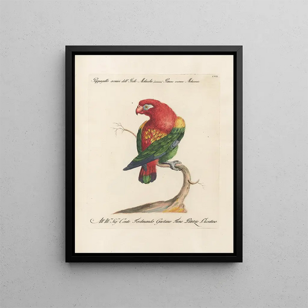 L'ornithologie methodisch verteerd Pl106 - Saverio Manetti — ingelijst kunstwerk aan de muur