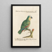 Ornithology painting methodically arranged Pl107 - Saverio Manetti — framed artwork on a wall