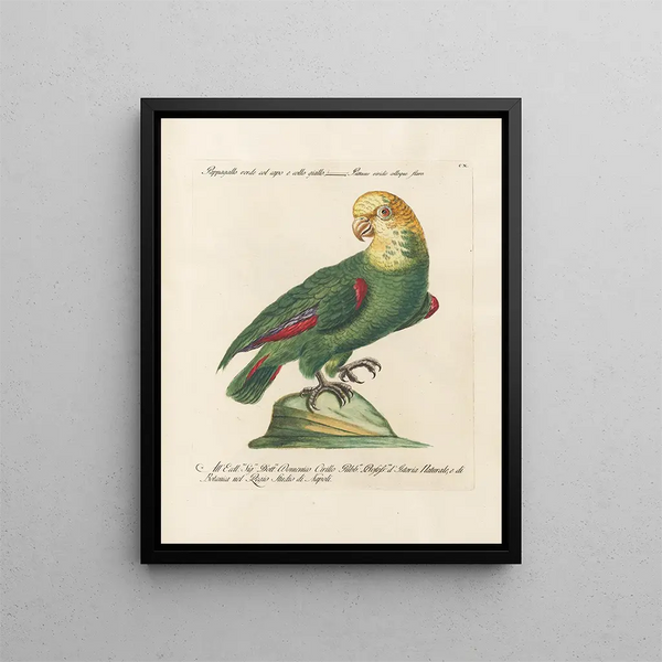 Vogelwereld systematisch geordend Schilderij Pl110 - Saverio Manetti — ingelijst kunstwerk aan de muur