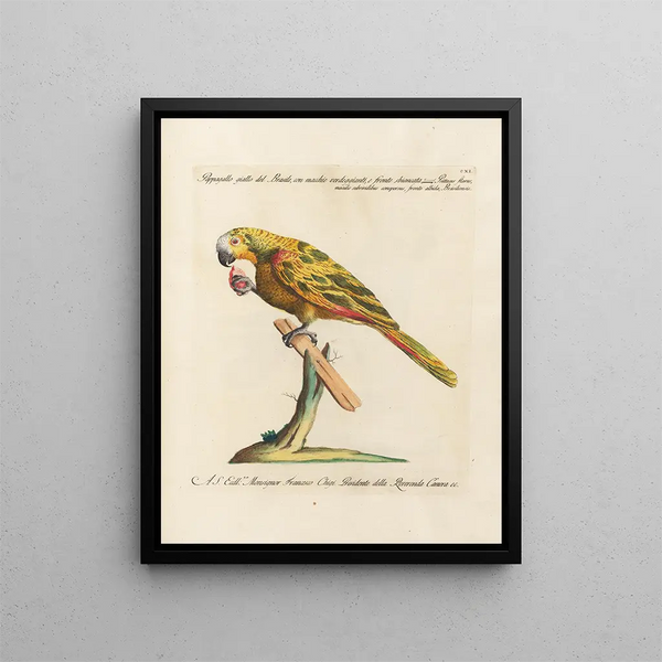 L'ornithologie methodisch verteerd Schilderij Pl111 - Saverio Manetti — ingelijst kunstwerk aan de muur