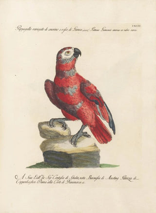 Saverio Manetti - Ornithologia methodice digesta Pl113.webp