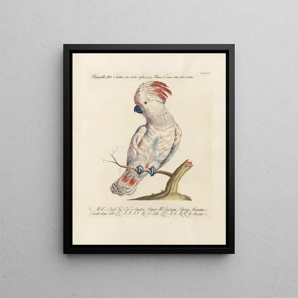 Saverio Manetti - Ornithologia methodice digesta Pl118.webp