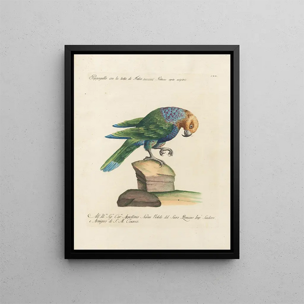 Vogelkennis systematisch geordend Pl120 - Saverio Manetti — ingelijst kunstwerk aan de muur