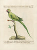 L'ornithologie methodisch verteerd Pl123 - Saverio Manetti — weergave van het kunstwerk