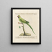 L'ornithologie methodisch verteerd Pl123 - Saverio Manetti — ingelijst kunstwerk aan de muur