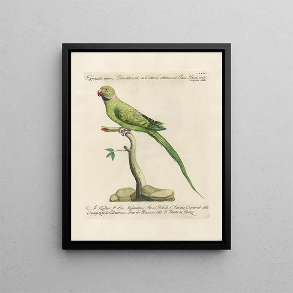 Saverio Manetti - Ornithologia methodice digesta Pl123.webp