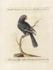 Vogelkennis systematisch gedigesteerd Pl125 - Saverio Manetti — weergave van het kunstwerk