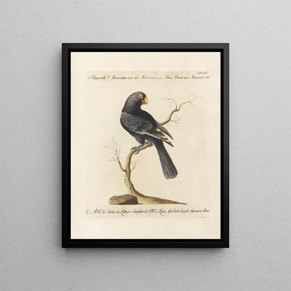 Vogelkennis systematisch gedigesteerd Pl125 - Saverio Manetti — ingelijst kunstwerk aan de muur