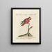 Ornithologie methodisch verteerd Pl128 - Saverio Manetti — ingelijst kunstwerk aan de muur
