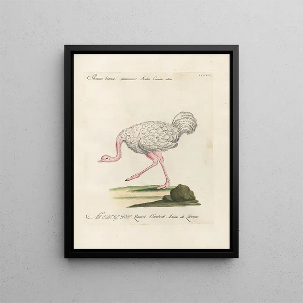 Vogelkennis systematisch geordend Pl136 - Saverio Manetti — ingelijst kunstwerk aan de muur