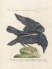 Vogelkennis systematisch geordend Pl137 - Saverio Manetti — weergave van het kunstwerk